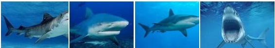 4_tiburones